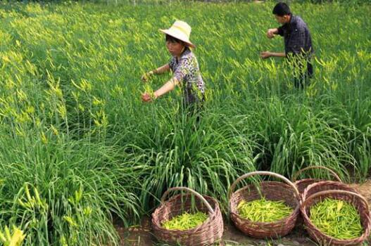 【看效果】把深山“金針菜”打造成為脫貧產(chǎn)業(yè)的“金鏈條”