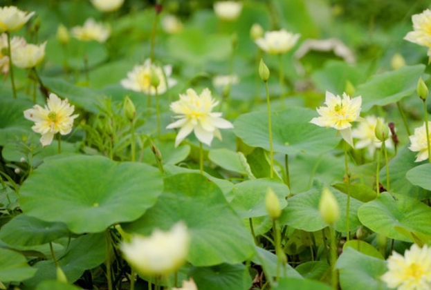 重慶大足：荷塘竟有黃花開(kāi) 盛夏情荷夢(mèng)里來(lái)